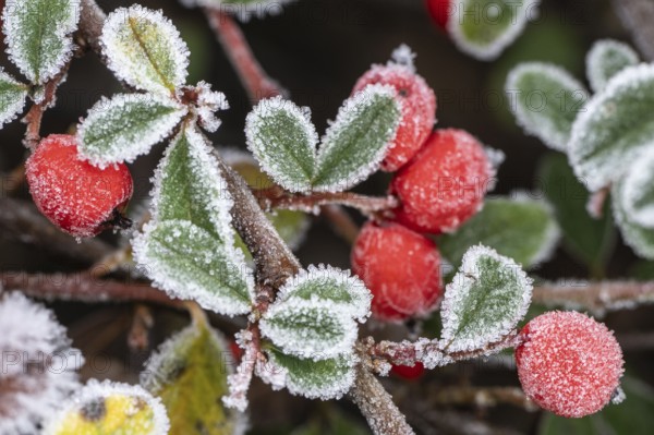 Cotoneaster (Cvotoneaster dammeri), fruits, Emsland, Lower Saxony, Germany