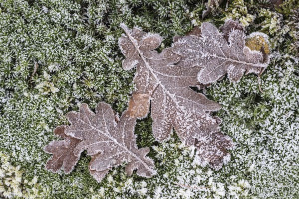Oak leaves (Quercus robur) on moss in hoarfrost, Emsland, Lower Saxony, Germany