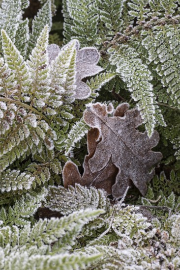 Fern (Polystichum setiferum) with hoarfrost, Emsland, Lower Saxony, Germany