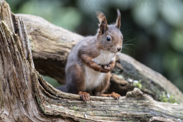 Squirrel (Sciurus vulgaris), Emsland, Lower Saxony, Germany