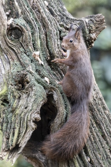 Squirrel (Sciurus vulgaris), Emsland, Lower Saxony, Germany