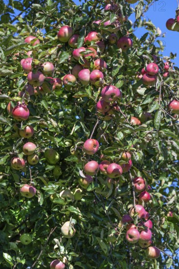 Rore apples (Malus) on a tree, Othenstorf, Mecklenburg-Western Pomerania, Germany