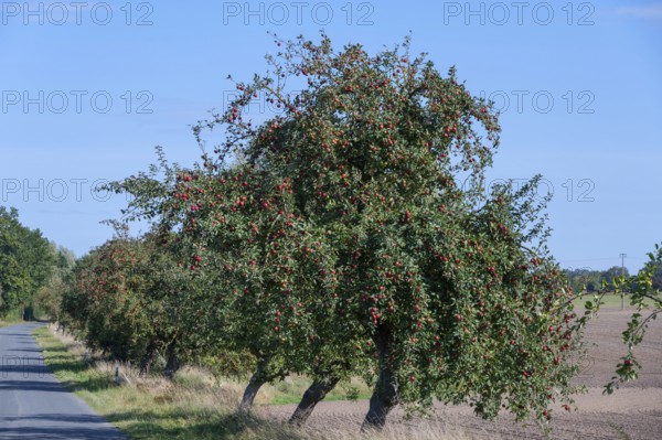 Apple tree (Malus) with ripe apples on a country road, Othenstorf, Mecklenburg-Western Pomerania, Germany