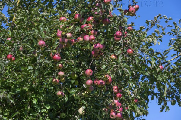 Rore apples (Malus) on a tree, Othenstorf, Mecklenburg-Western Pomerania, Germany
