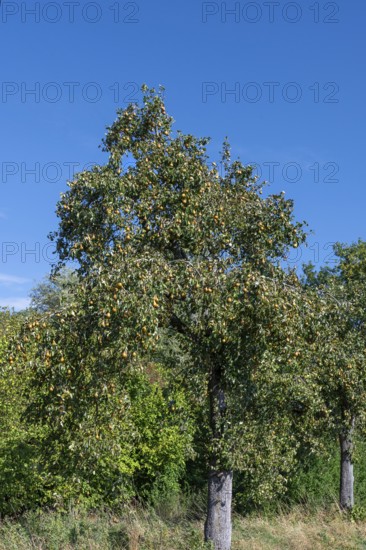 Pear tree (Pyrus) full of ripe fruit, blue sky, Othestorf, Mecklenburg-Western Pomerania, Germany Pyrus