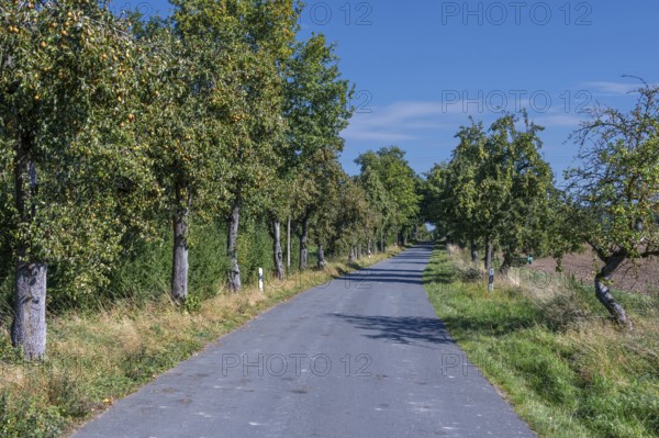Pear tree avenue (Pyrus) with ripe fruits on a country road, Othenstorf, Mecklenburg-Western Pomerania, Germany