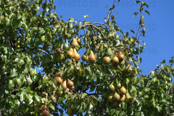 Ripe pears (Pyrus) on a tree, blue sky, Othenstorf, Mecklenburg-Western Pomerania, Germany