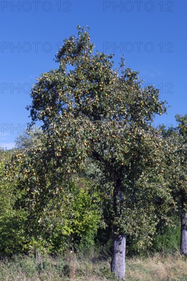 Pear tree (Pyrus) full of ripe fruit, blue sky, Othestorf, Mecklenburg-Western Pomerania, Germany