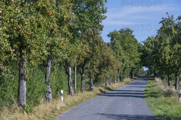 Pear tree avenue (Pyrus) with ripe fruits on a country road, Othenstorf, Mecklenburg-Western Pomerania, Germany
