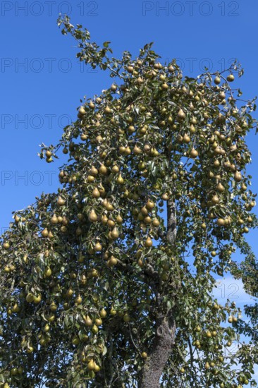 Pear tree (Pyrus) full of ripe fruit, blue sky, Othestorf, Mecklenburg-Western Pomerania, Germany Pyrus