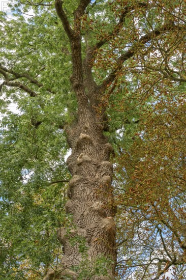 Old ash tree (Fraxinus excelsior) on an estate, Othenstorf, Mecklenburg. -Vorpommern, Germany