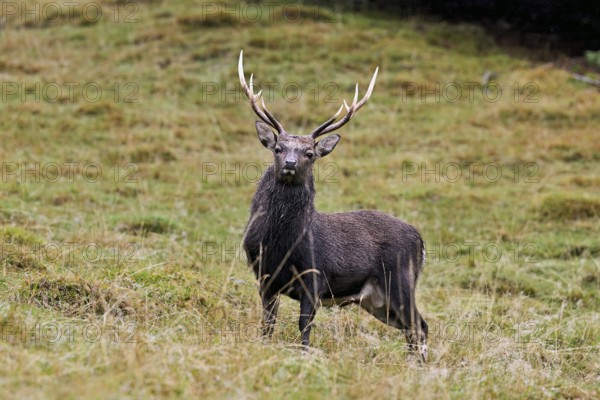 Sika deer (Cervus nippon) standing in meadow, Parc de Merlet, Chamonix-Mont-Blanc, Haute-Savoie, France