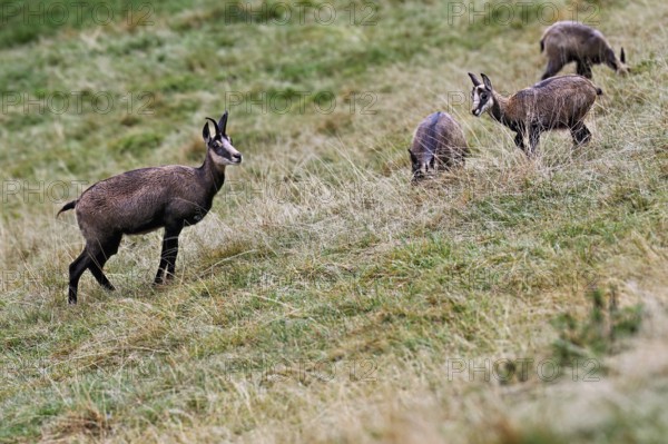 A group of chamois (Rupicapra rupicapra) standing in a meadow, Chamonix-Mont-Blanc, Haute-Savoie, France