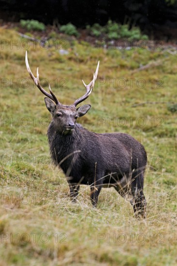 Sika deer (Cervus nippon) standing in meadow, Parc de Merlet, Chamonix-Mont-Blanc, Haute-Savoie, France
