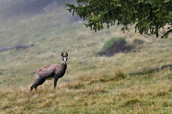 Chamois (Rupicapra rupicapra) standing in a meadow, Chamonix-Mont-Blanc, Haute-Savoie, France