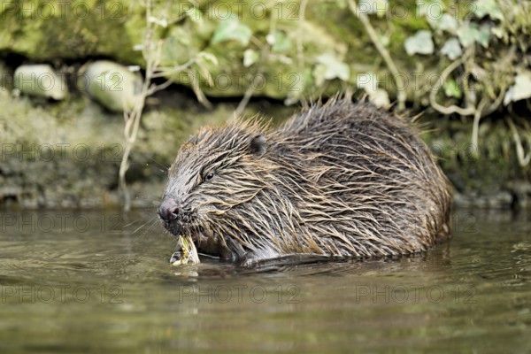 Eurasian beaver, European beaver (Castor fiber), grass-eating in water, Canton of Zug, Switzerland