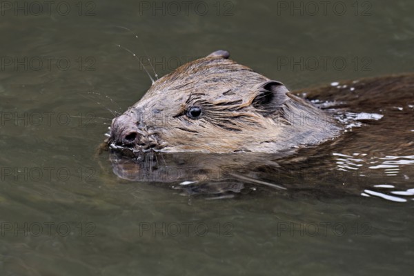 Eurasian beaver, European beaver (Castor fiber), eating an acorn in the water, Canton of Zug, Switzerland
