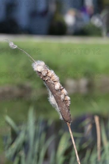 Faded cattail (Typha), in a pond, Othenstorf, Mecklenburg-Western Pomerania, Germany