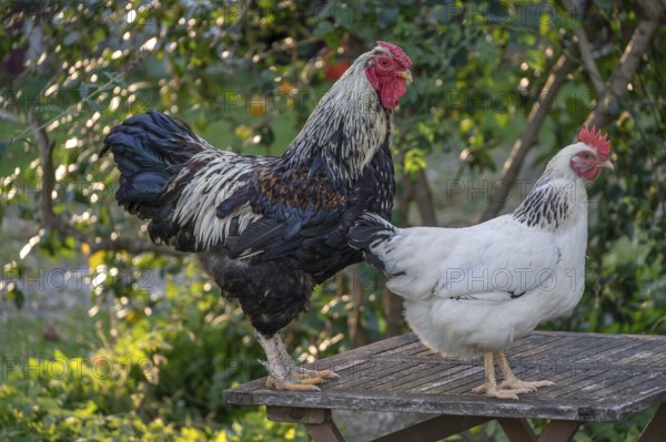 Rooster and hen (Gallus gallus domesticus) on a garden table, Othenstorf, Mecklenburg-Western Pomerania, Germany
