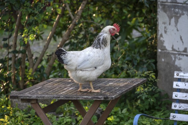 A white hen (Gallus gallus domesticus) on a garden table, Othenstorf, Mecklenburg-Western Pomerania, Germany
