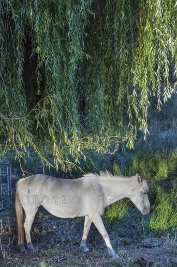 Horse, mold under a willow tree (Salix), Othenstorf, Mecklenburg-Western Pomerania, Germany