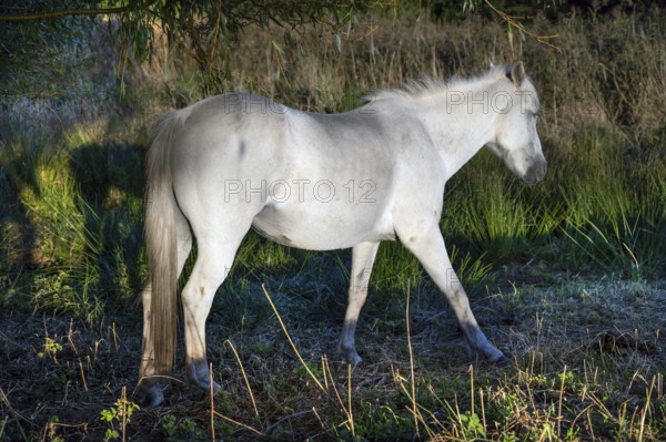 White mare grazing in reeds, Othenstorf, Mecklenburg-Western Pomerania, Germany