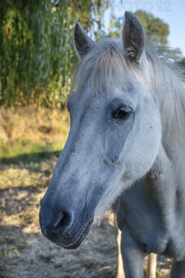 Horse, portrait of a mold in the pasture, Othenstorf, Mecklenburg-Western Pomerania, Germany