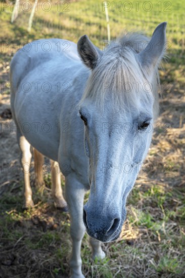 Horse, mold in the pasture, Othenstorf, Mecklenburg-Western Pomerania, Germany