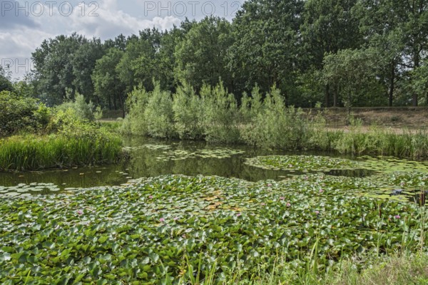 Water lilies (Nymphaea), pink, Bourtange Netherlands