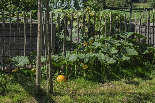 Vegetable garden, raised beds, pumpkin plant, Gelderland, Netherlands