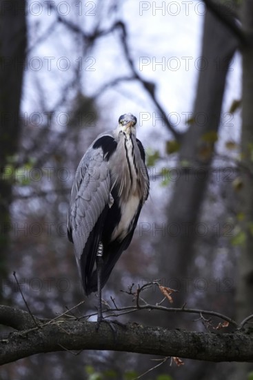 Grey heron, autumn, Germany