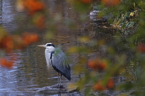 Grey heron, autumn, Germany