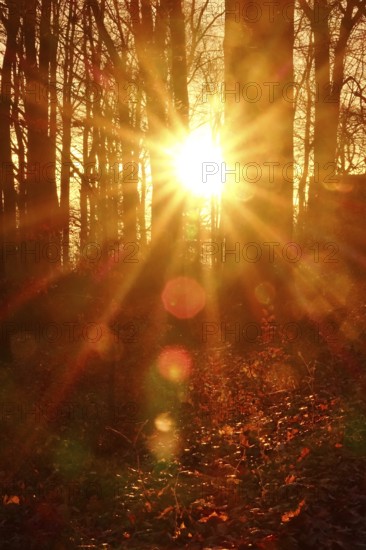 Forest on a November evening, sunset, autumn, Germany