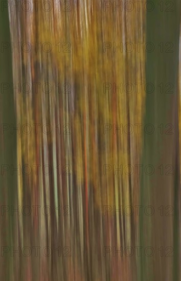 Forest in November, abstracted, blurring, autumn, Germany