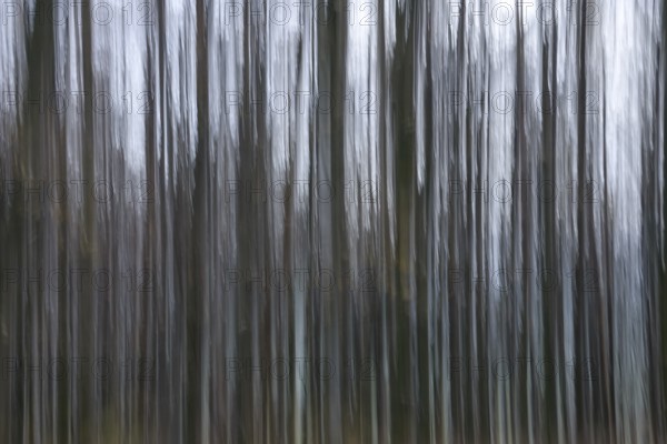 Forest in November, abstracted, blurring, autumn, Germany