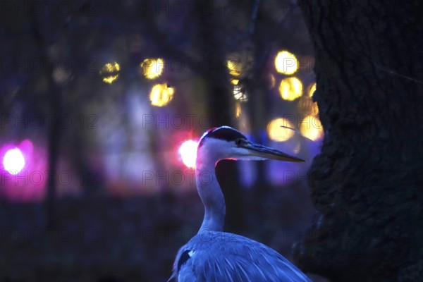 Grey heron in the evening in a city, autumn, Germany