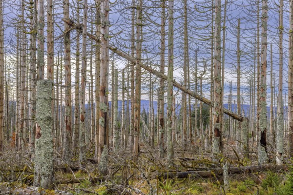Dead spruce trees in forest in the Harz Mountains in autumn, damage caused by bark beetle infestation, Harz National Park, Saxony-Anhalt, Germany