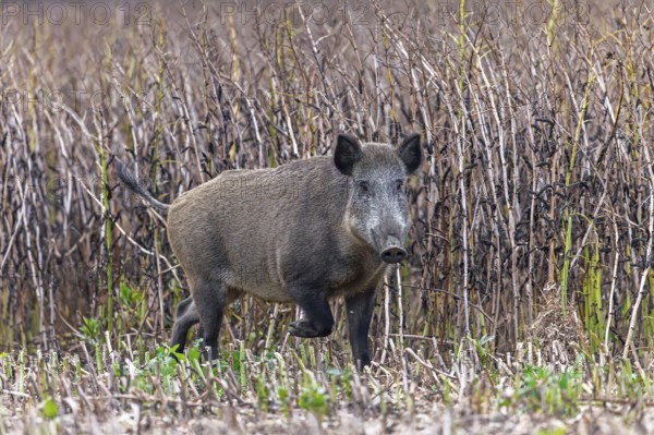 Solitary wild boar (Sus scrofa) sow foraging along edge of farmland, stubble field in summer