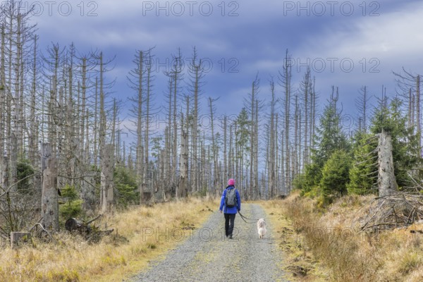Walker with dog walking through bark beetle infested forest with dead spruce trees in the Harz Mountains, Harz National Park, Saxony-Anhalt, Germany