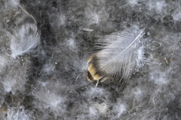 Close-up of eiderdown, soft fluffy down feathers of the common eider duck (Somateria mollissima) in nest