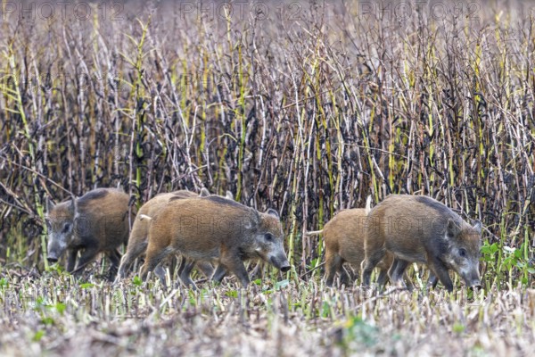 Wild boar (Sus scrofa) juveniles foraging along edge of farmland, stubble field in summer