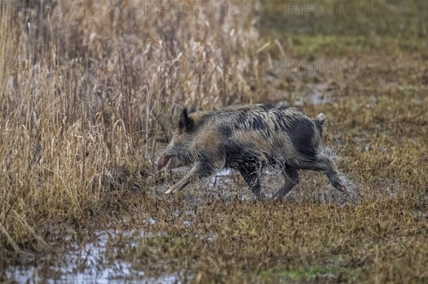 Solitary feral spotted wild boar (Sus scrofa), boar-pig hybrid foraging along edge of farmland, field
