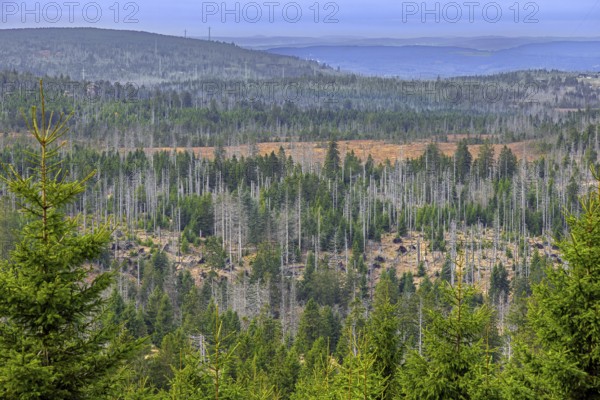 Aerial view over forest with dead spruce trees in the Harz Mountains, damage caused by bark beetle infestation, Harz NP, Saxony-Anhalt, Germany