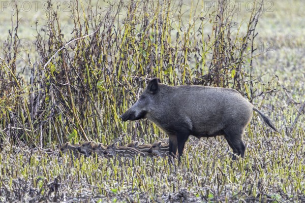 Wild boar (Sus scrofa) sow with piglets, squeakers foraging along edge of farmland, stubble field in summer