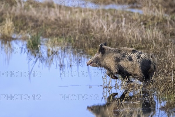 Fleeing feral spotted wild boar (Sus scrofa), boar-pig hybrid crossing shallow water of pond in wetland