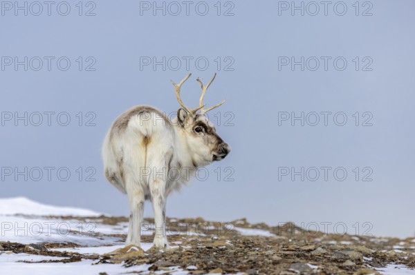 Svalbard reindeer (Rangifer tarandus platyrhynchus) adult in thick winter coat foraging on snow covered tundra in spring on Spitsbergen, Norway