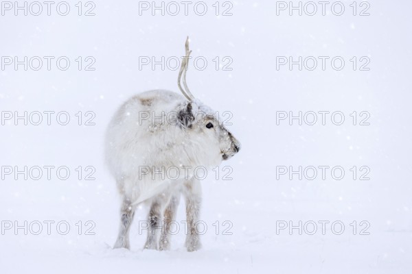 Svalbard reindeer (Rangifer tarandus platyrhynchus) adult in thick winter coat during snowfall on snow covered tundra in spring on Spitsbergen, Norway