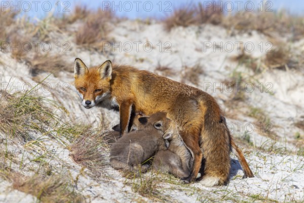 Red fox (Vulpes vulpes) female, vixen suckling her kits, cubs near den in the dunes in spring