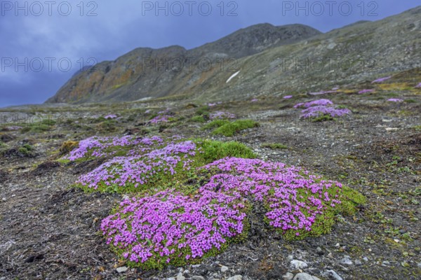 Moss campion, cushion pink (Silene acaulis) in flower in summer on the arctic tundra, Svalbard, Spitsbergen, Norway