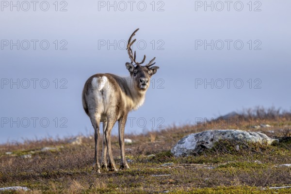 Reindeer (Rangifer tarandus) female, cow with shed antler branch, foraging on the tundra in autumn, fall, Finland, Scandinavia